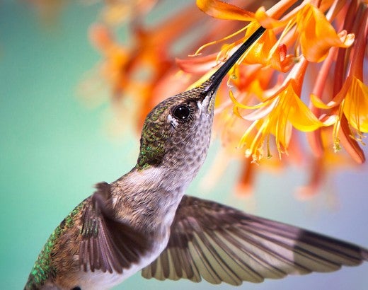 hummingbird sipping nectar from orange flowers