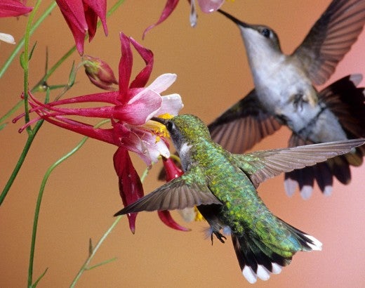 hummingbirds sipping nectar from bright red flowers