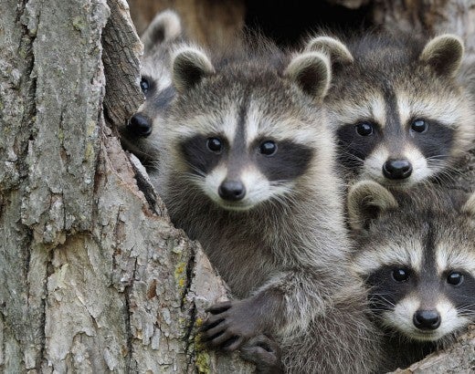 baby raccoons in a hollow tree
