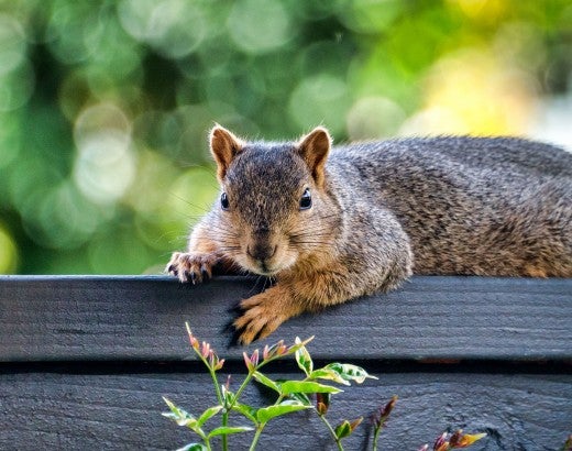 Cute squirrel on the fence in a backyard 
