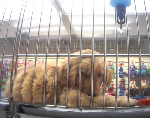 A sick golden retriever puppy in a cage at a Petland store
