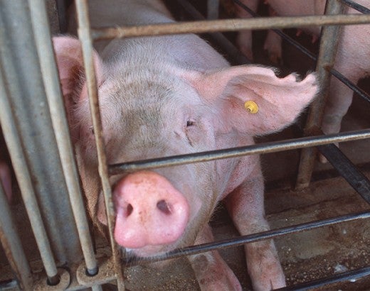 Sad pig in a gestation crate