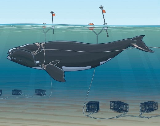 Illustration showing how right whales get entangled in the fishing lines of lobster ctraps.