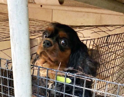 Dog in a rusty cage in a puppy mill