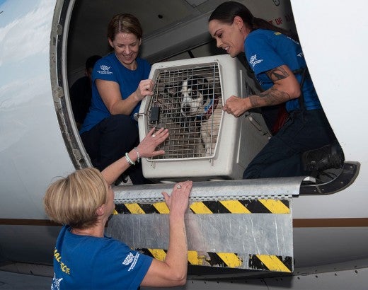Three peopl helping a dog from a transport plane