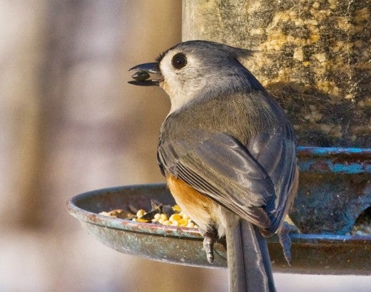 a small bird eats seeds from a hanging bird feeder