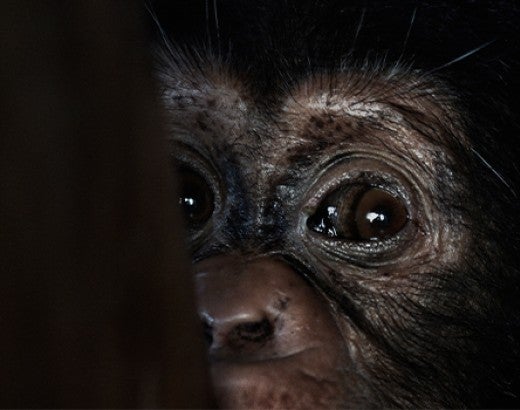 an orphaned baby chimpanzee, victim of the bushmeat and exotic pet trade, who is cared for by Liberian Chimpanzee Rescue