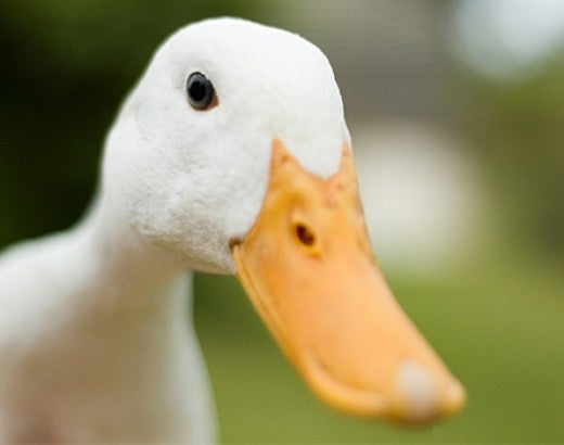 extreme close up of a white, domesticated duck