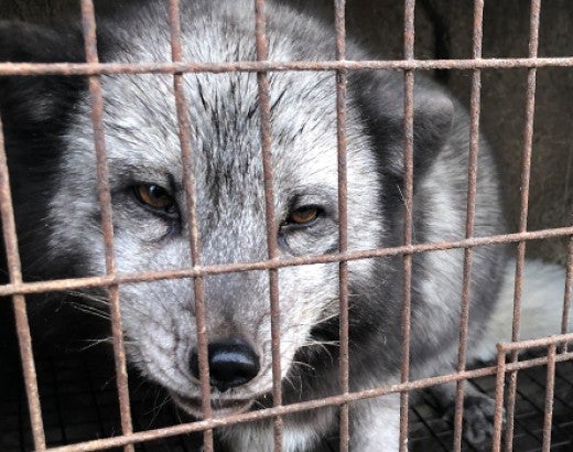 Raccoon dogs and foxes intensively farmed for fur in Asia