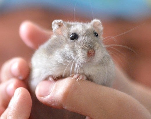 a small gray hamster is held in a child's hands