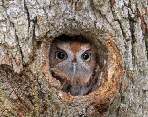 Eastern Screech Owl, finding shelter in a tree cavity