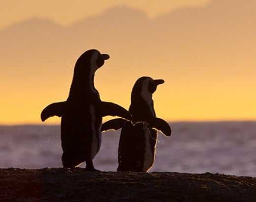 African penguin pair at sunset near Cape Town, South Africa