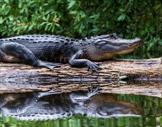 Alligator sunning on a log
