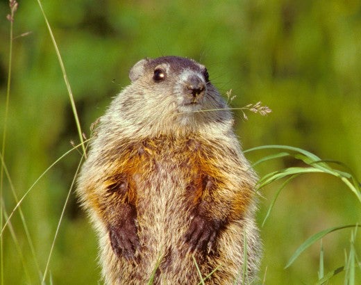 woodchuck in the grass