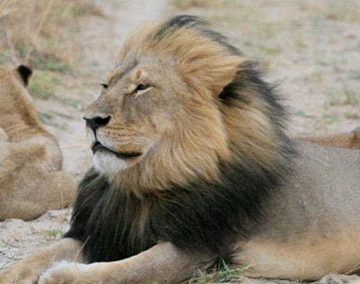 Cecil sitting in sun with other lions