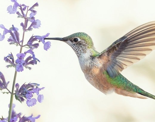 Hummingbird stopping at a flower to eat