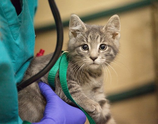 A volunteer holds a grey kitten as they prepare to examin them at a free RAVS clinic