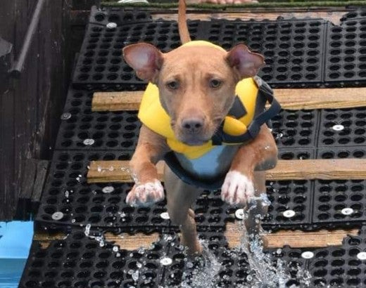 Photo of Sushi the dog jumping into a pool.