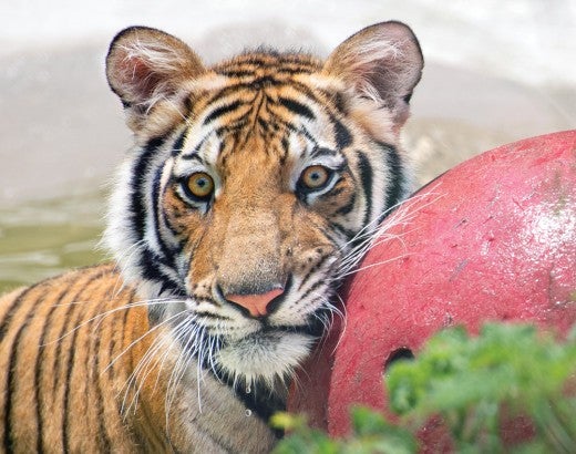 Photo of India the tiger playing in his pool with his red ball.
