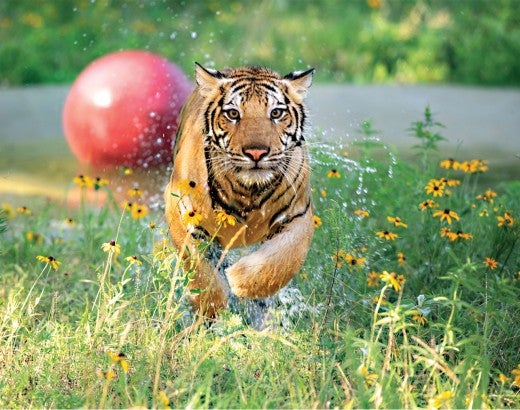 Photo of India the tiger running from his pool with his red ball in the background.