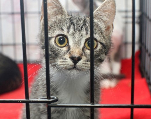 small kitten in the cage with two other kittens in background