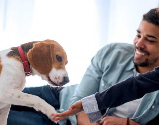 A father and his daughter play with their beagle puppy