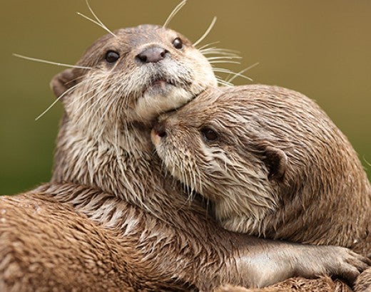 Two otters cuddling