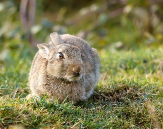 A scared rabbit with its ears pulled back looks nervously into the distance