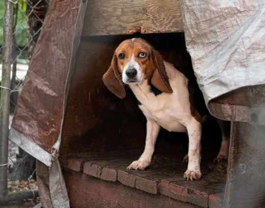 A beagle peers out from a kennel.