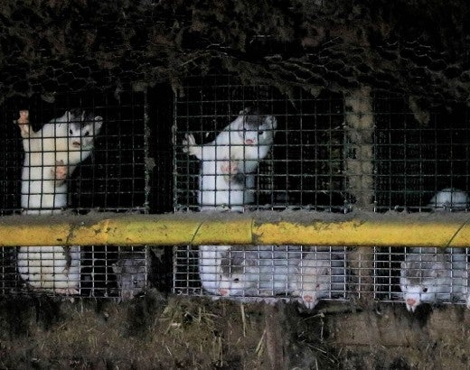 mink in filthy cages on mink farm