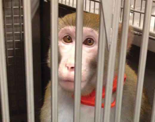 primate being used in various experiments