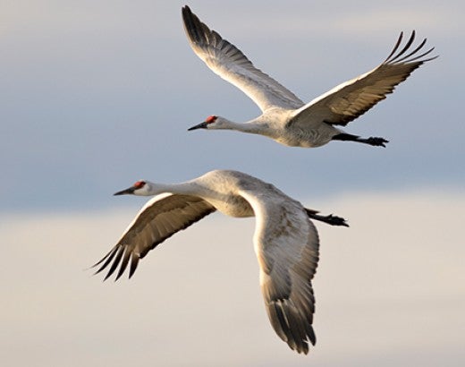 Two sandhill cranes flying in the sky