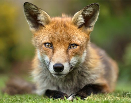 A red fox crouched on the ground looks into the camera with soulful eyes