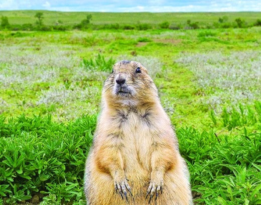 Prairie dog stands in a grassy field looking at the camera.