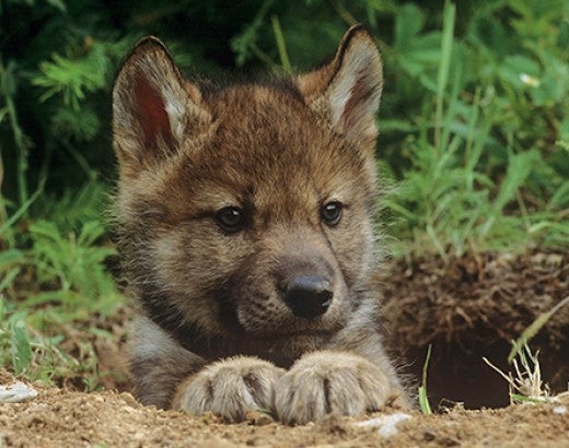 Gray Wolf pup looking out from den.
