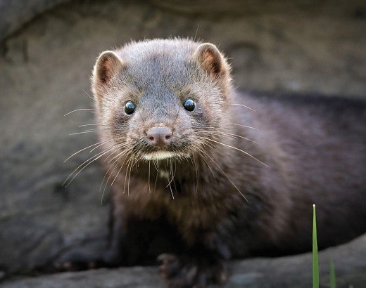 Photo of a mink in the wild