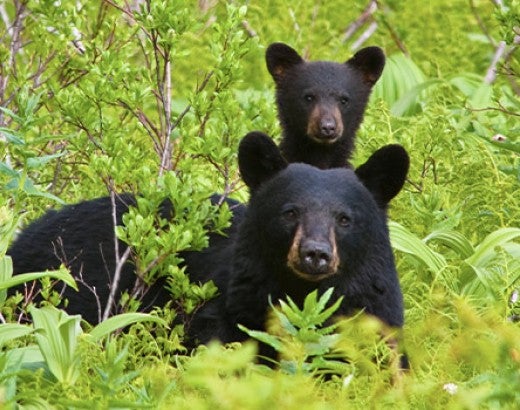 Cub with mother black bear in wild