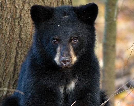 Wild black bear cub sitting in the woods
