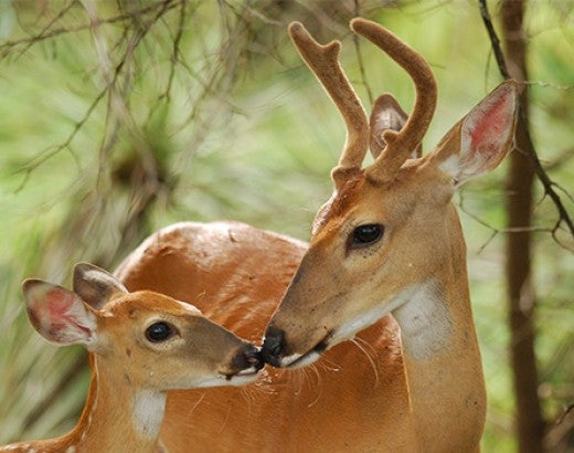 Buck and fawn at Inks Lake State Park