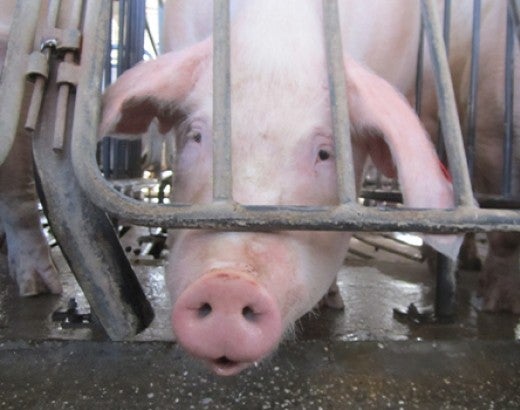 Female breeding pig crammed inside “gestation crates” so small they could barely move