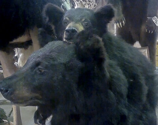 Mother bear with cub taxidermy for sate at Circle M's fall auction