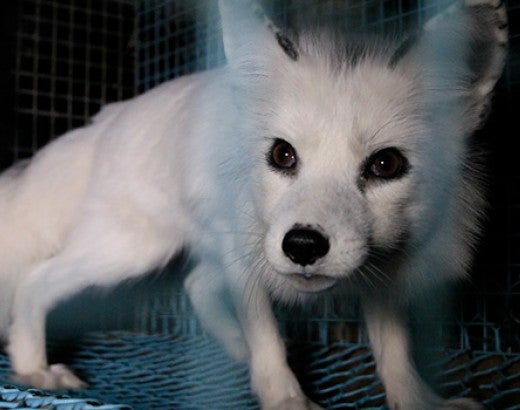Fox in wire cage on fur farm