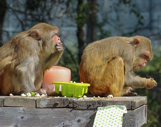 Nanette and Gabby, two rhesus macaque, together at Black Beauty