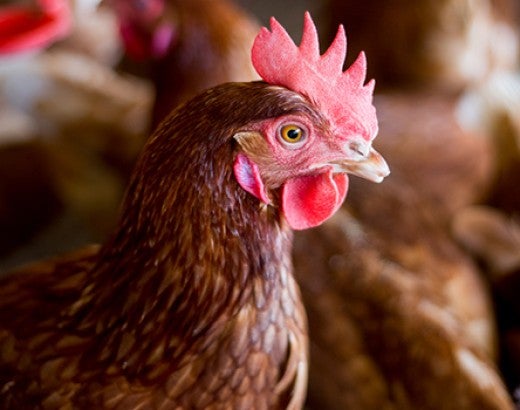 Cage free hens on farm in Uruguay