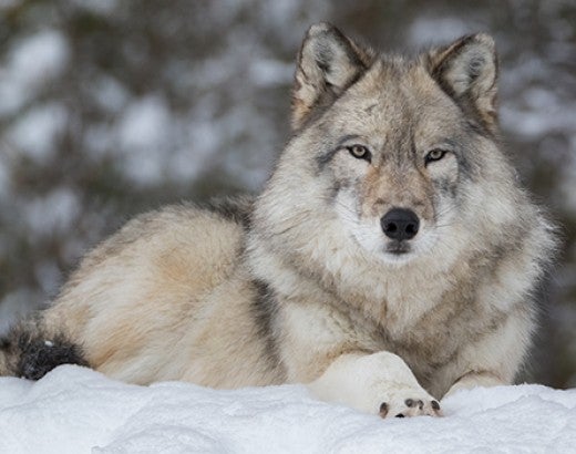 Grey Wolf quietly resting in snow