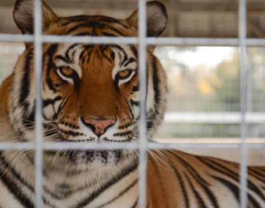 Sad tiger behind bars at exotic animal park