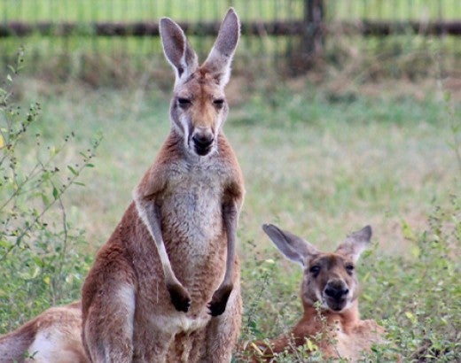 Ross and Rachel, two kangaroos who were rescued from a roadside zoo, relax in their enclosure at the Black Beauty Ranch sanctuary