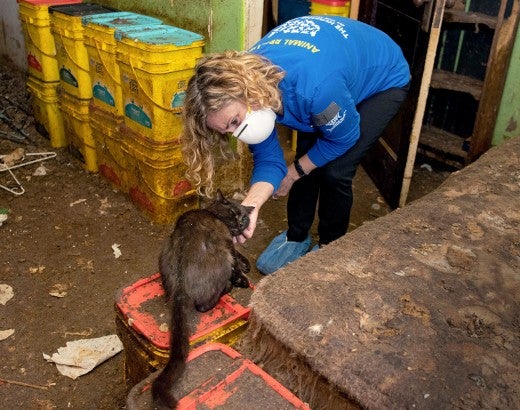 HSUS rescuer petting a cat in an alleged neglect situation in Muncie, Indiana.