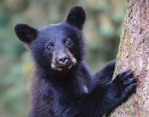 Small black bear with big ears leaning up against a tree in the woods