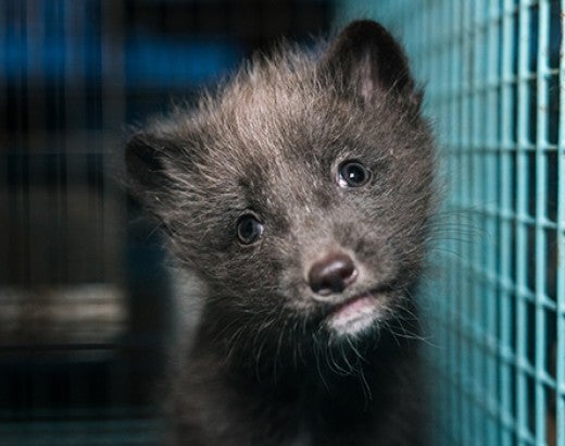 Fox on Finland fur farm